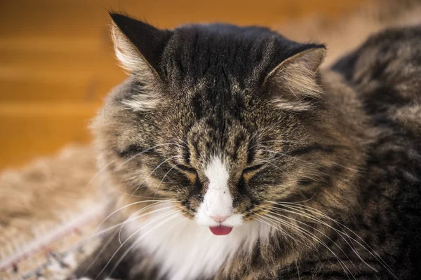 Gato muestra el idioma — Foto de Stock