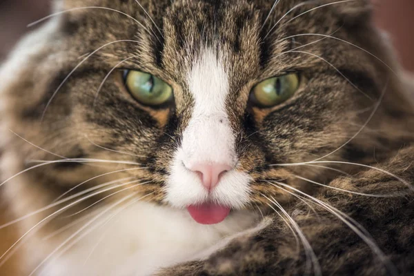 Kočka ukazuje jazyk — Stock fotografie