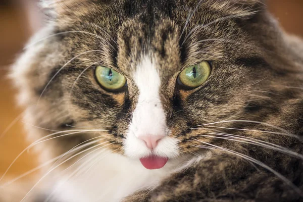 Gato muestra el idioma — Foto de Stock