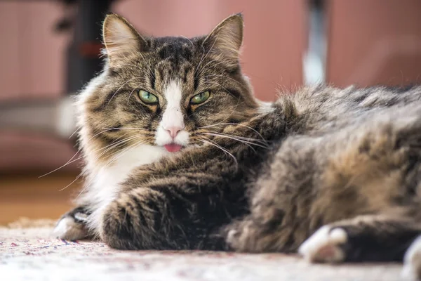 Cat shows the language — Stock Photo, Image