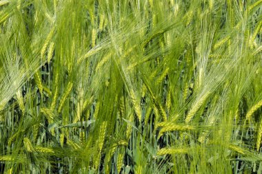 Genç buğday yakın çekim spikelets. kulakları olgunlaşmamış yeşil buğday.