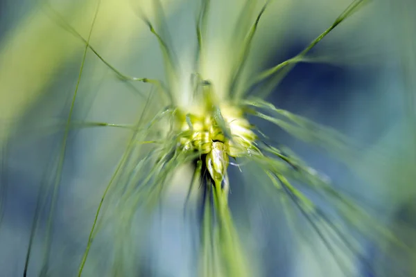 Spikelets of young wheat close-up. ears of green unripe wheat. — Stock Photo, Image