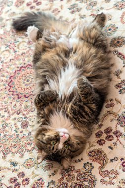 Kedi halının arkasında yatıyor. Close