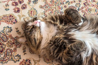 Kedi halının arkasında yatıyor. Close