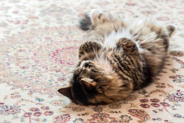 Kedi halının arkasında yatıyor. Close