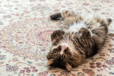 Kedi halının arkasında yatıyor. Close