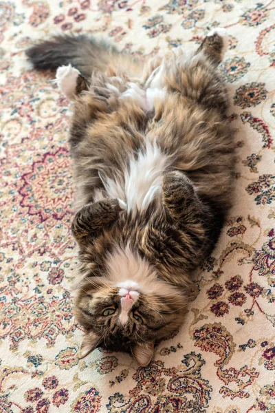Le chat est allongé sur le tapis. Gros plan — Photo