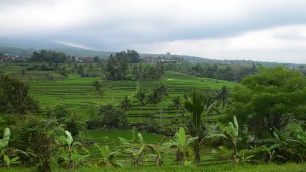 Timelapse. Pirinç terasları Tegallalang, Ubud, Bali, Endonezya. — Stok video