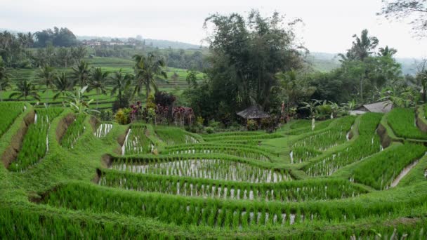 Tarasy ryżowe w Tegallalang, Bali, Bali, Indonezja. — Wideo stockowe