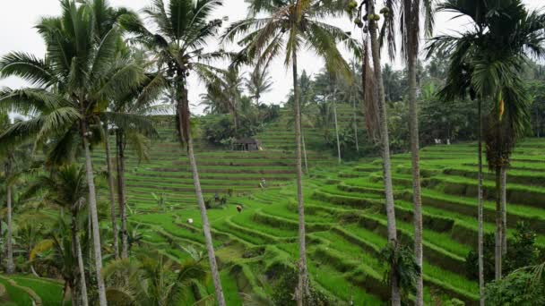Reisterrassen in Tegallalang, Ubud, Indonesien. Bauern arbeiten auf Reisplantagen. Gruppe von Bauern arbeitet hart auf einem Reisfeld in Bali. — Stockvideo