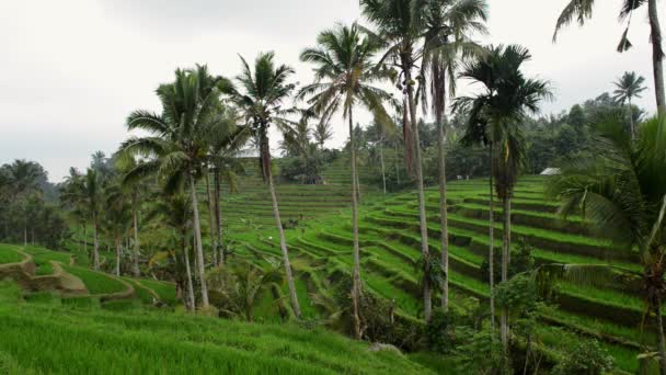 Рисовые террасы в Тегаллаланге, Убуд, Индонезия. Крестьяне работают на рисовых плантациях. Группа фермеров упорно работает на рисовом поле на Бали . — стоковое видео