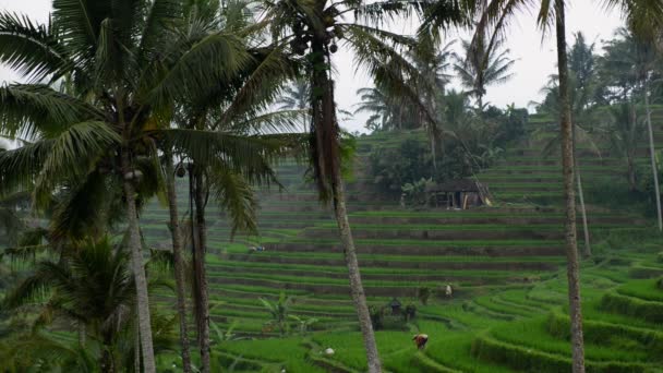 Καλλιέργειες ρυζιού σε Tegallalang, Ουμπούντ, Ινδονησία. Αγρότες εργάζονται στις φυτείες ρυζιού. Ομάδα του αγρότη που εργάζονται σκληρά στον τομέα του ρυζιού στο Μπαλί. — Αρχείο Βίντεο