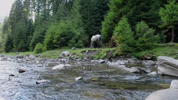 Коні пасуться біля гірської річки — стокове відео
