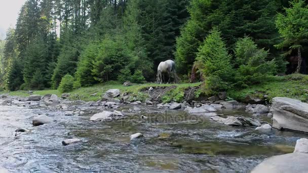 I cavalli pascolano vicino a un fiume di montagna — Video Stock