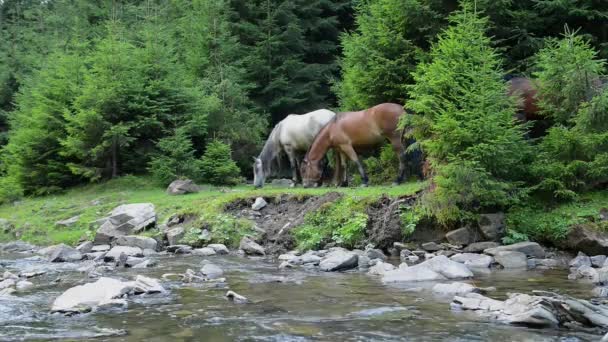 Caballos pastan cerca de un río de montaña — Vídeo de stock