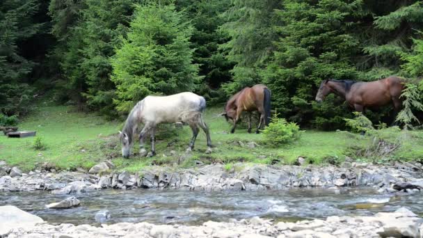 Pferde grasen in der Nähe eines Gebirgsflusses — Stockvideo