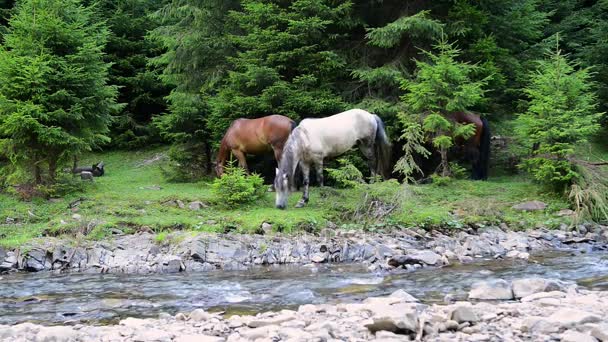 Caballos pastan cerca de un río de montaña — Vídeos de Stock