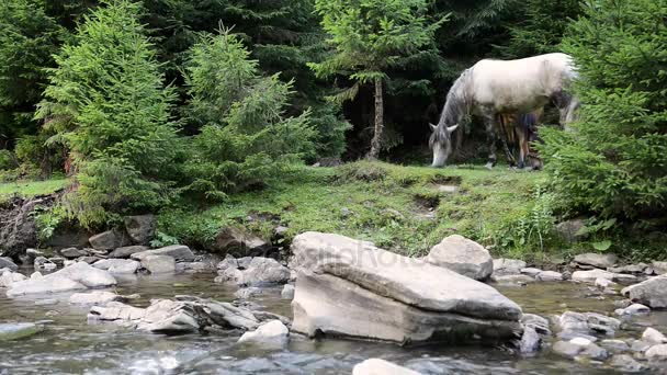 Лошади пасутся у горной реки — стоковое видео