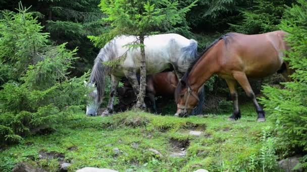 Cavalos pastam na floresta — Vídeo de Stock