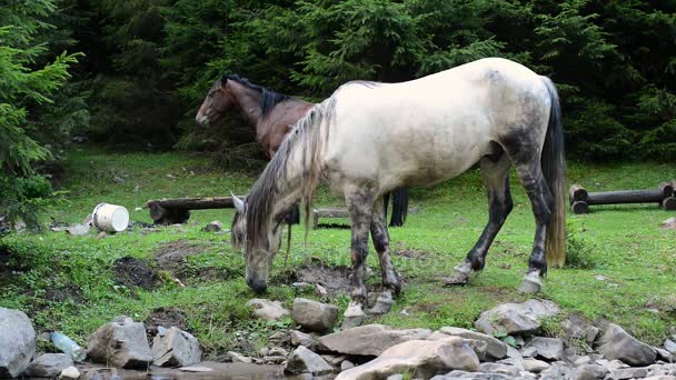 Άλογα βόσκουν κοντά σε ένα ποτάμι του βουνού — Αρχείο Βίντεο