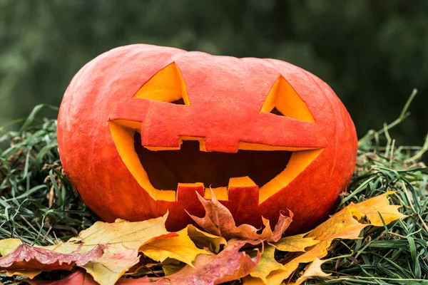 Cadılar Bayramı Balkabağı üzerinde Sonbahar Kuru yaprakları. Yakın çekim