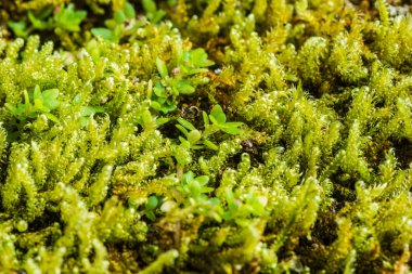 yeşil yosun arka plan doku doğa güzel. Makro