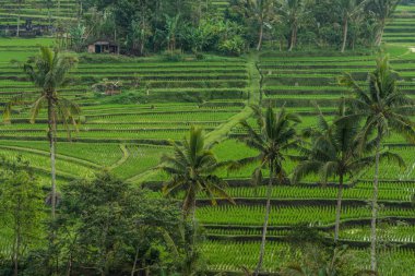 Pirinç terasları Tegallalang, Ubud, Bali, Endonezya.