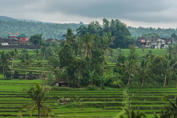 Terrazas de arroz en Tegallalang, Ubud, Bali, Indonesia . —  Fotos de Stock