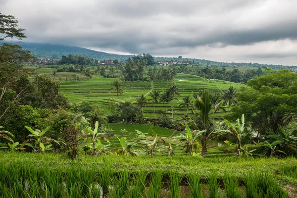 Ρύζι βεράντες Tegallalang, Ουμπούντ, Μπαλί, Ινδονησία. — Φωτογραφία Αρχείου