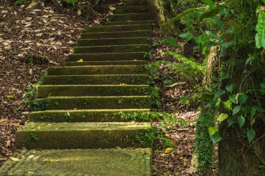 Ormandaki eski mistik yolu. Ormanın içinde yosun ile adımlar filizlenmiş