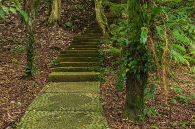 Ormandaki eski mistik yolu. Ormanın içinde yosun ile adımlar filizlenmiş