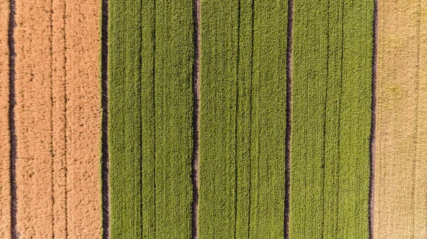Аерофотозйомка поля з різнокольоровою пшеницею — стокове фото