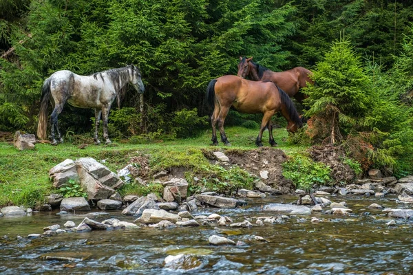 Koně se pasou u horské řeky — Stock fotografie