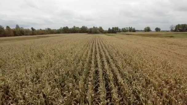 Вид з повітря на кукурудзяне поле. середній план — стокове відео