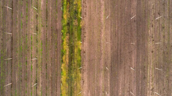 Vue aérienne sur le champ de houblon. Champ de houblon après récolte . — Photo