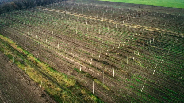 Widok z lotu ptaka na pola chmielu. Pola chmielu po zbiorze. — Zdjęcie stockowe