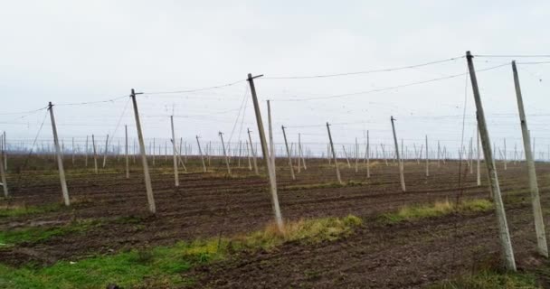 Letecký pohled na hřišti chmele. Pole chmele po sklizni. — Stock video