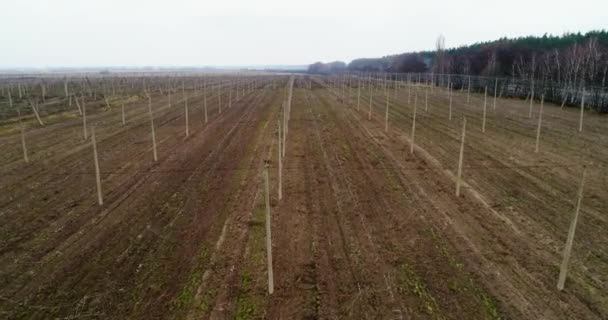 Aerial view on hops field. Field of hops after harvesting. — Stock Video