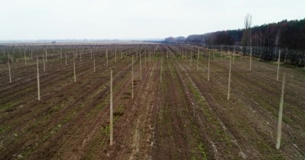 Vista aérea del campo de lúpulo. Campo de lúpulo después de la cosecha . — Vídeos de Stock