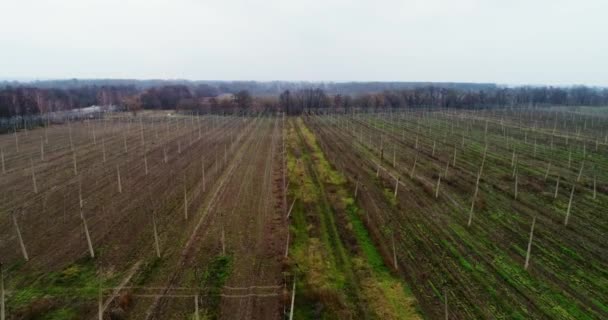 Letecký pohled na hřišti chmele. Pole chmele po sklizni. — Stock video