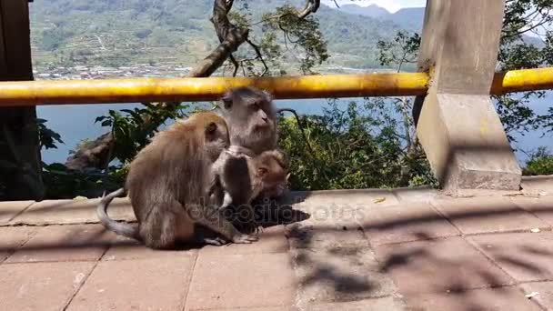 Un mono buscando pulgas y garrapatas. Mono rascando otros monos de nuevo en la valla de hormigón en el parque. Un mono ayuda a deshacerse de las pulgas a otro, Bali, Indonesia — Vídeos de Stock