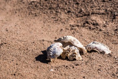 Kırmızı kum üzerinde iki deniz kabuklarını. Kırmızı kum üzerinde istiridye. Yakın çekim