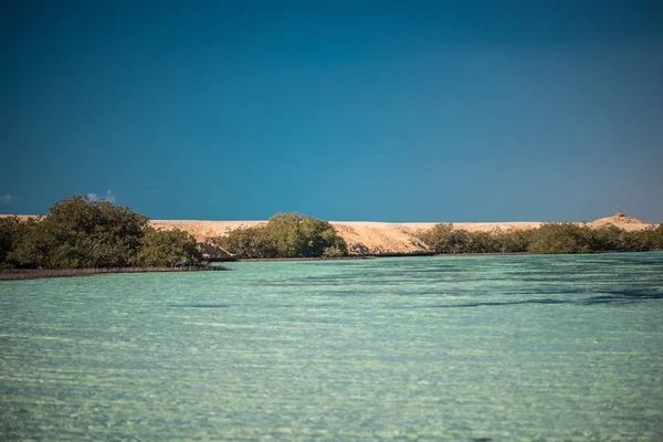 Mangroves dans le lac dans le parc national Ras Muhammad — Photo
