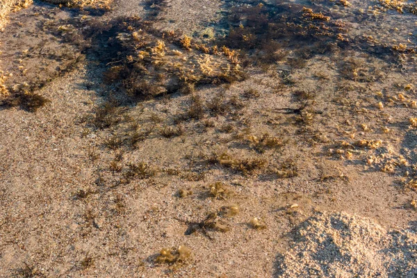 Seesterne in einer Pfütze an der Oberfläche eines Riffs bei Ebbe — Stockfoto