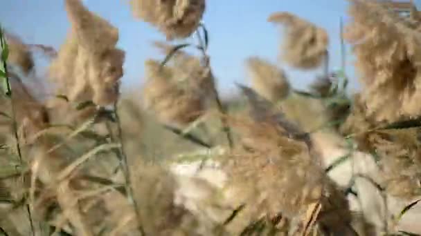 Lindos juncos com tempo ventoso. Fechar. — Vídeo de Stock