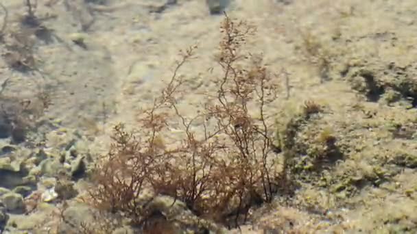 Algas bajo el agua. Primer plano. Cronograma — Vídeos de Stock