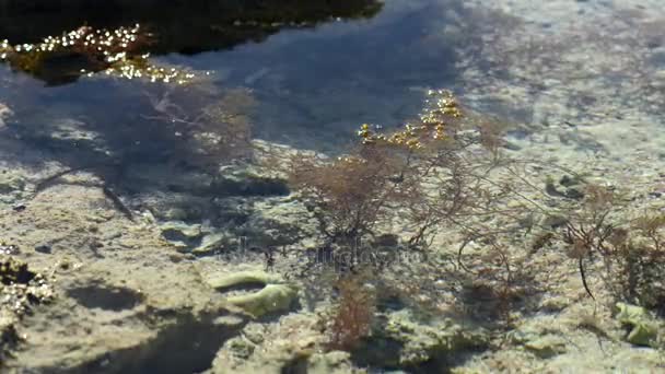 Starfish na costa na maré baixa. Fecha a porta. Prazo de validade — Vídeo de Stock