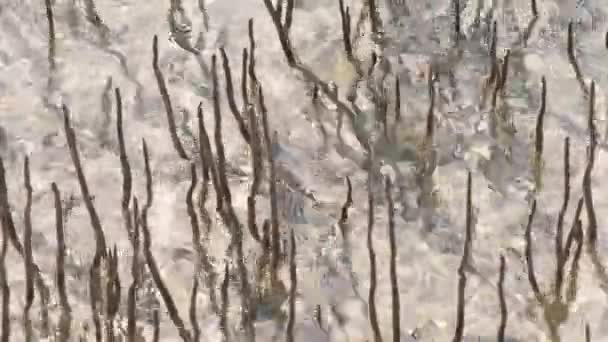 Ras 무하마드 국립 공원에 있는 호수에서 맹그로브 나무. 근접 촬영 — 비디오