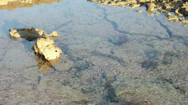 Puddles en la superficie del arrecife en la marea baja por la noche. Cronograma — Vídeo de stock