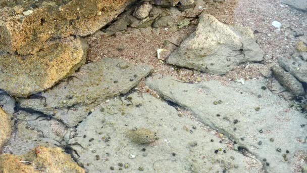 Étoile de mer sur la côte à marée basse. Gros plan. Temps écoulé 
